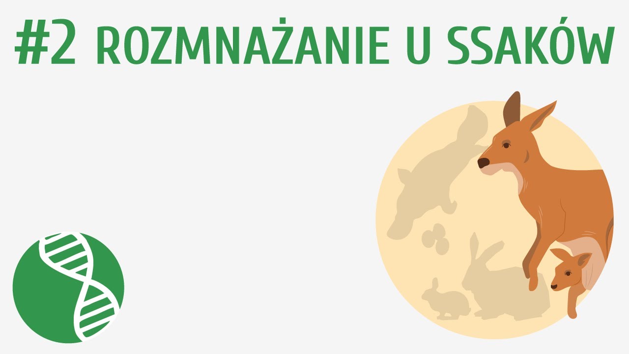 Rozmnażanie u ssaków #2 [ Ssaki ]