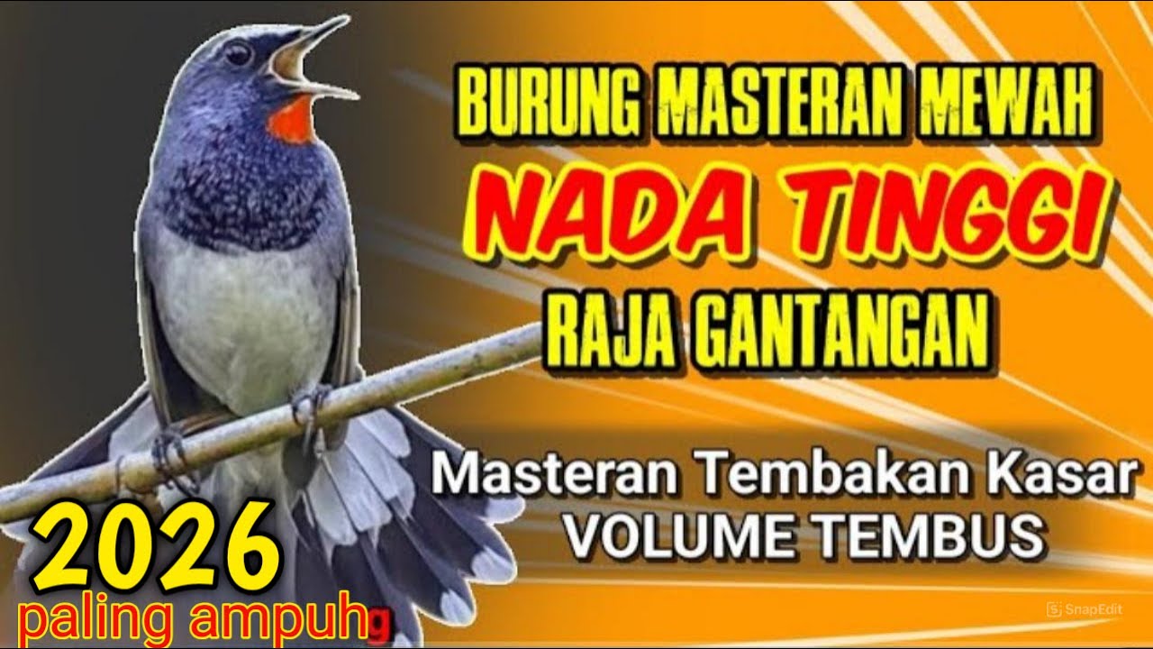 Masteran Rahasia Para Jawara 💥 Burung Cepat Jadi Petarung