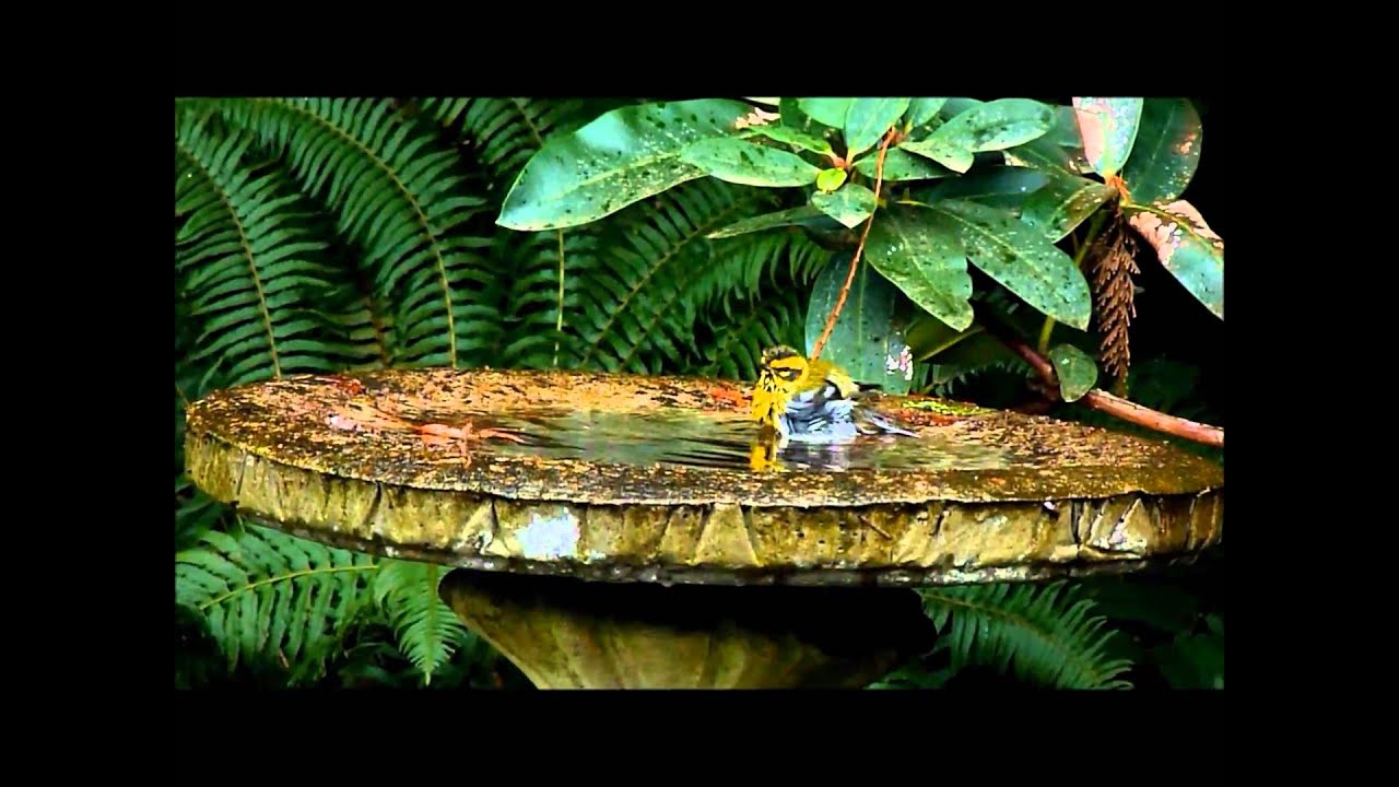 Townsend's Warbler bathing.wmv