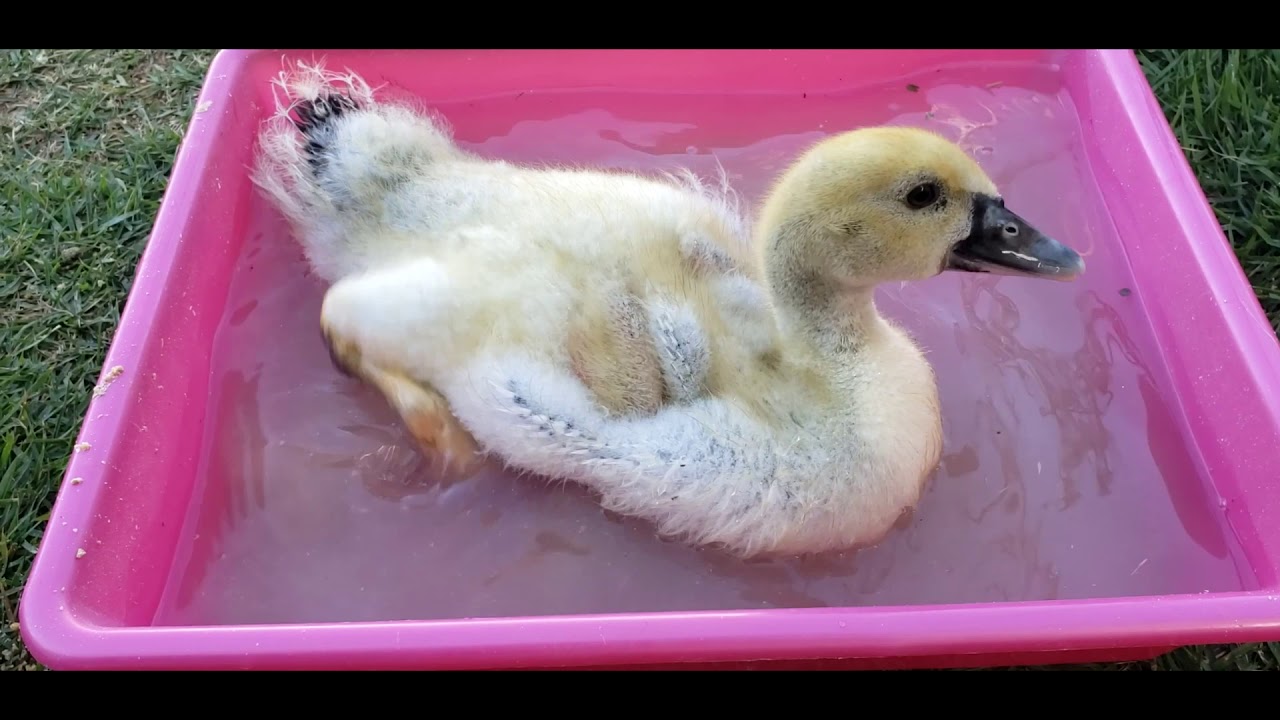 Jorge Fênix - Como ter um PATO? Principais dúvidas #1