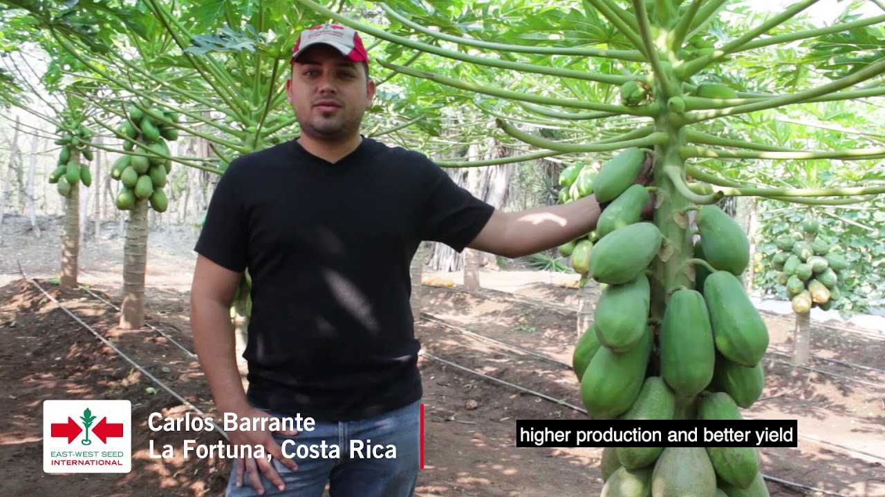 Maradona - a leading papaya variety by EWS