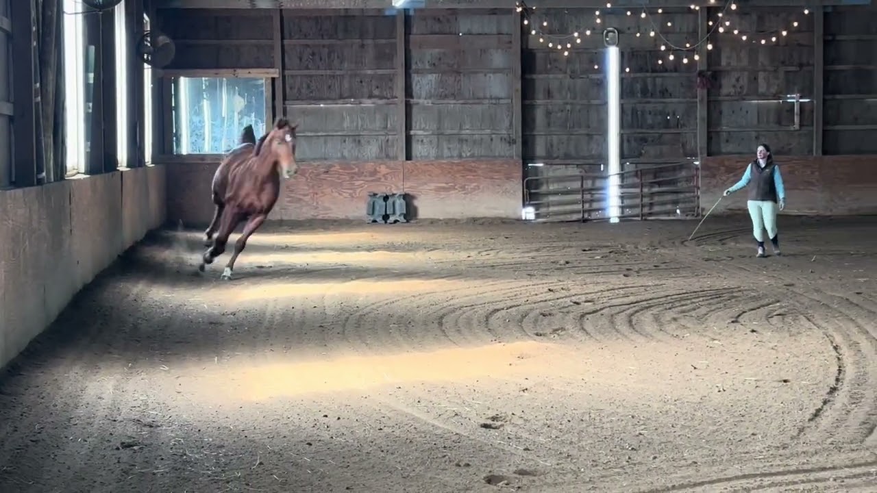 The Red Man - Adoptable Thoroughbred from our New Wilmington, PA