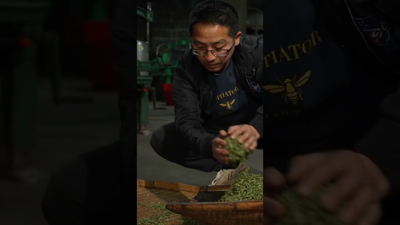 茶师坦白：芽头一天只采2两！最嫩春茶有多难？