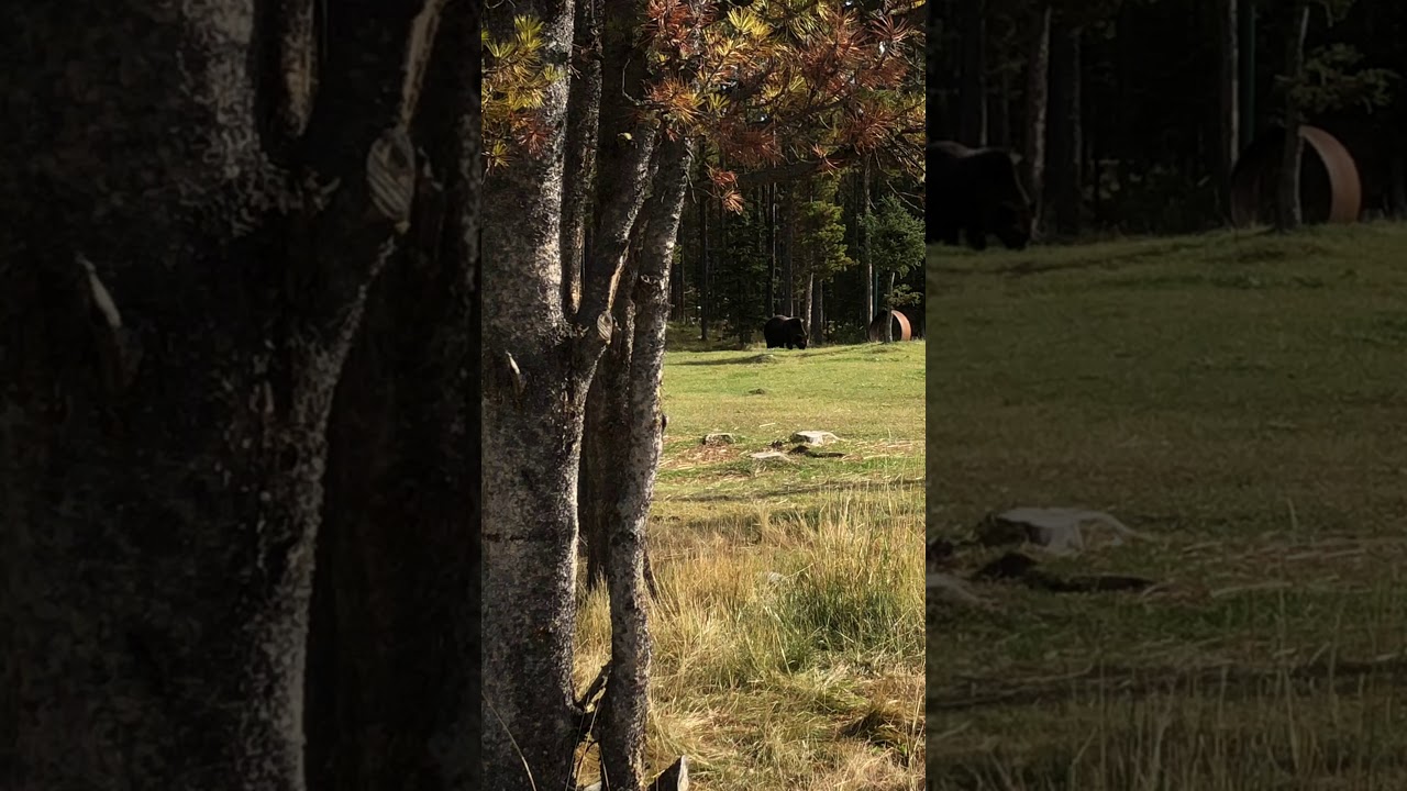 He was eating horse poop!