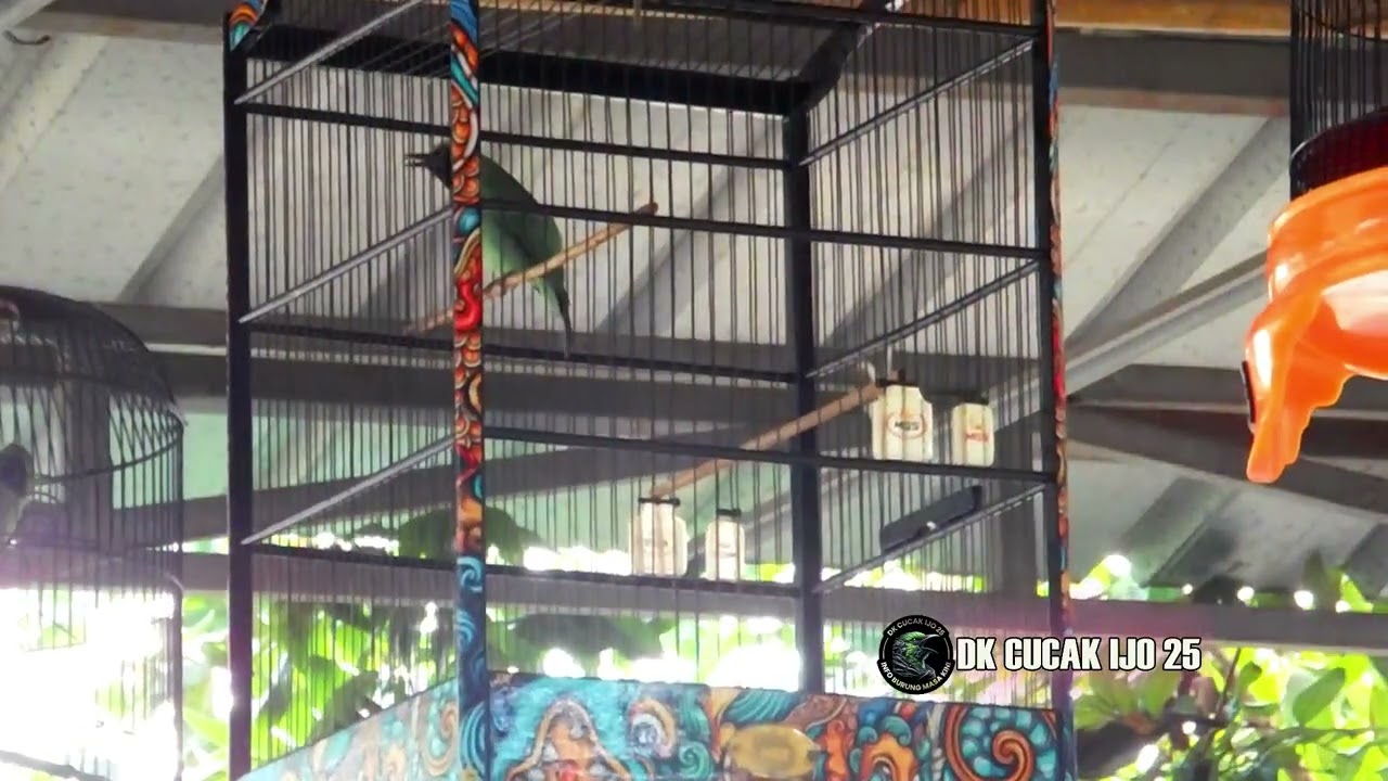 PANCINGAN TERAPI LOMBA CUCAK IJO JAWARA