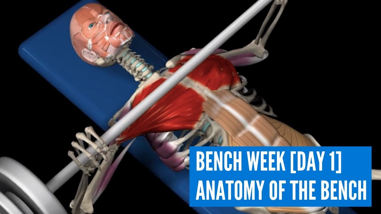 Bench Week [Day 1] Anatomy of Bench Press