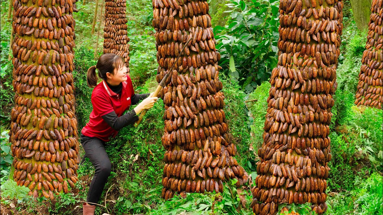Harvest Dried Banana Go to market sell and animal care | L&yacute; Tiểu Luyến