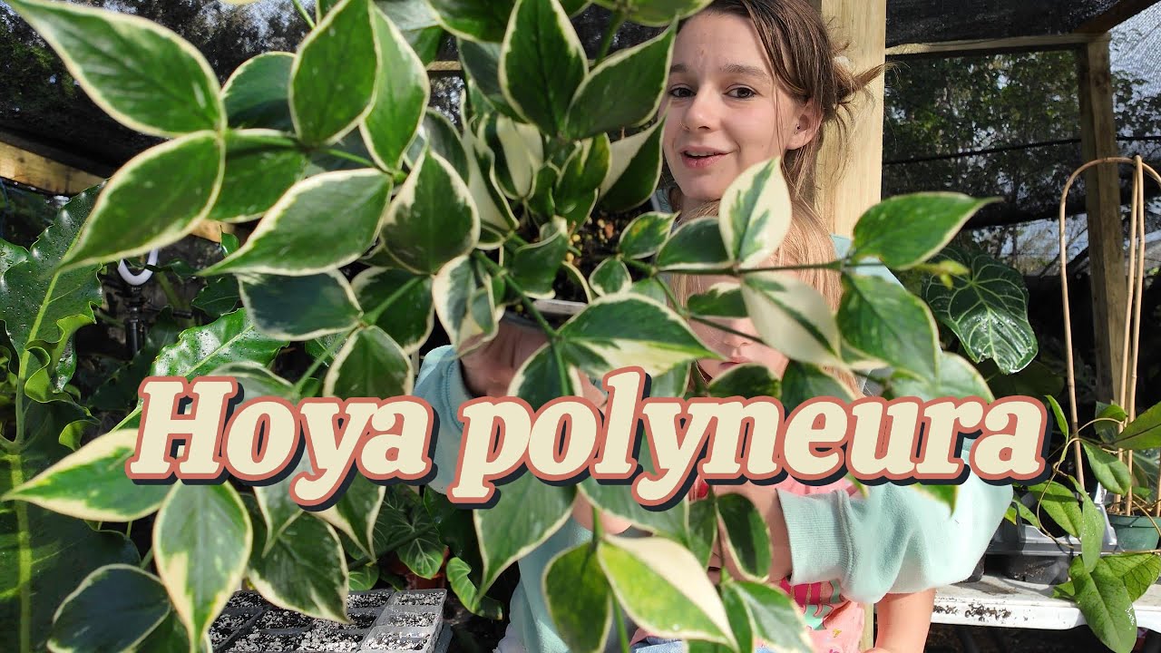 Hoya polyneura