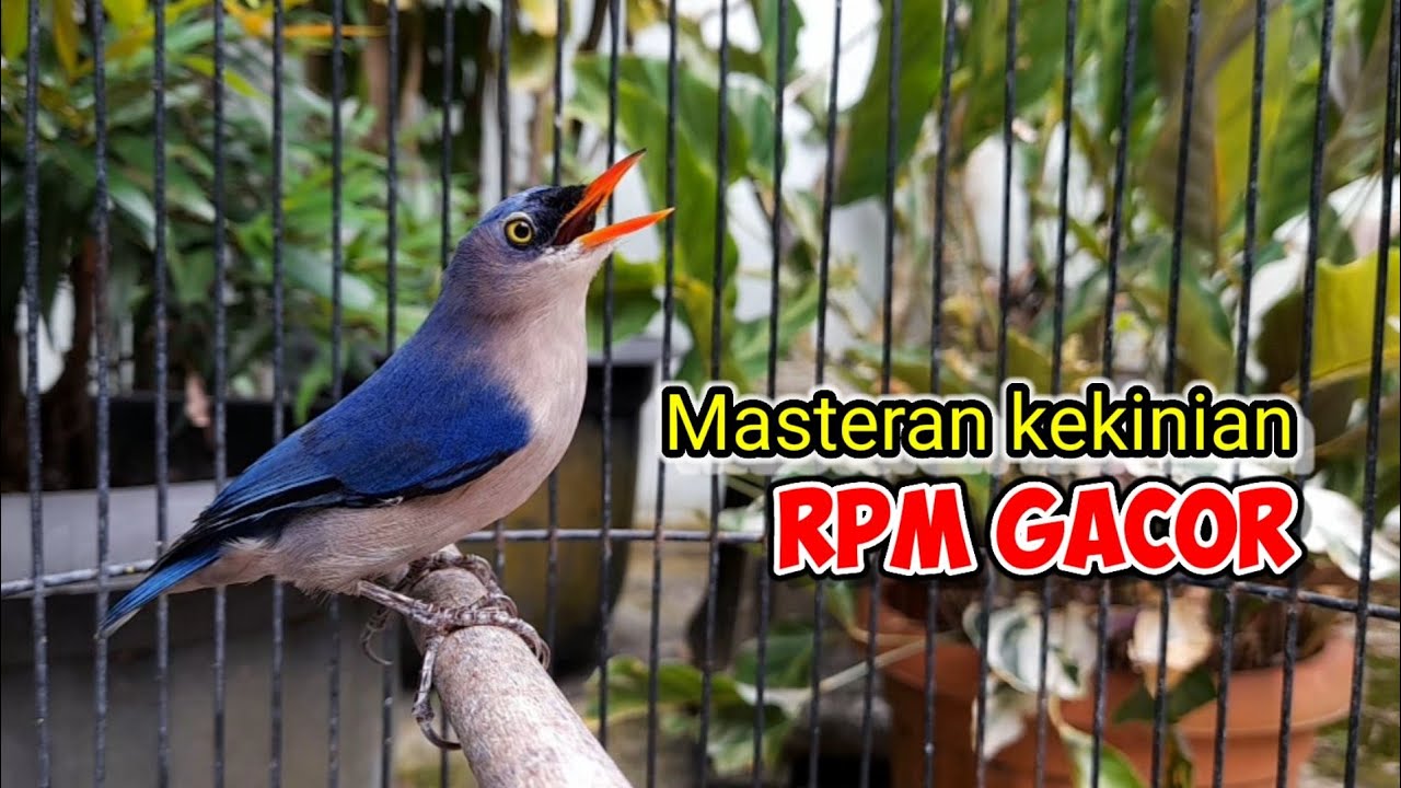 PACINGAN RPM GACOR !!! #rambatanparuhmerah #rpmgacor #rambatangacor #maste ranrambatan #rpmjantan