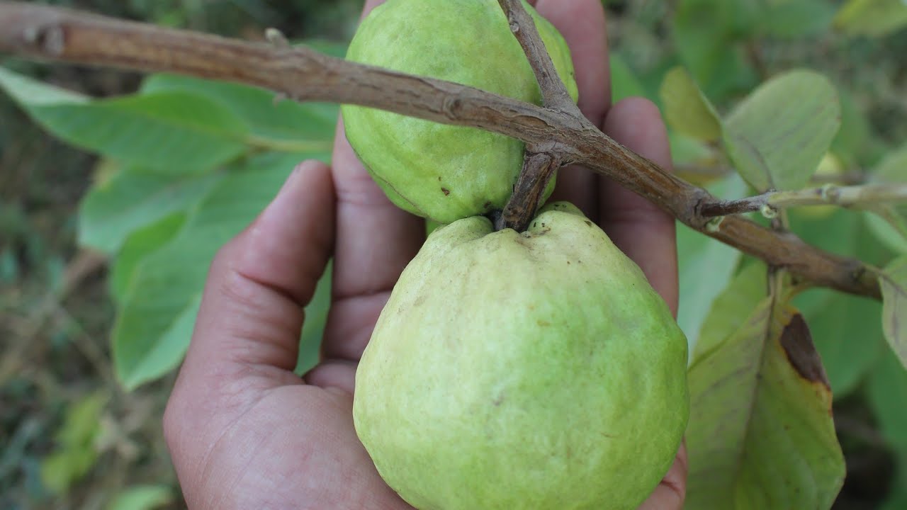 جربنا نوع جديد من اصناف الجوافه تايلاند|harvest gave Thailand 🇹🇭