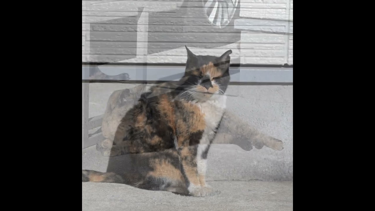 今日の猫たち。Los gatos de hoy        #cats #猫 #chats #gatos #gatti 