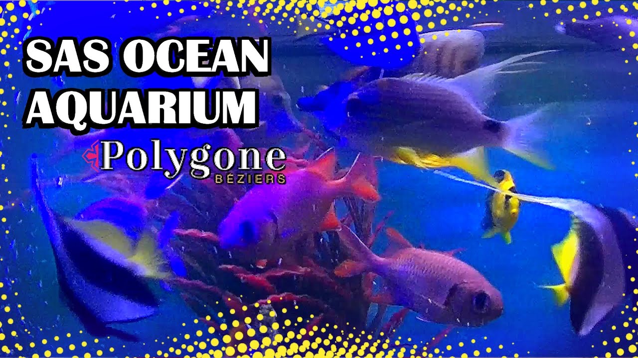 Vlog Découverte du SAS OCEAN Aquarium au polygone a Béziers