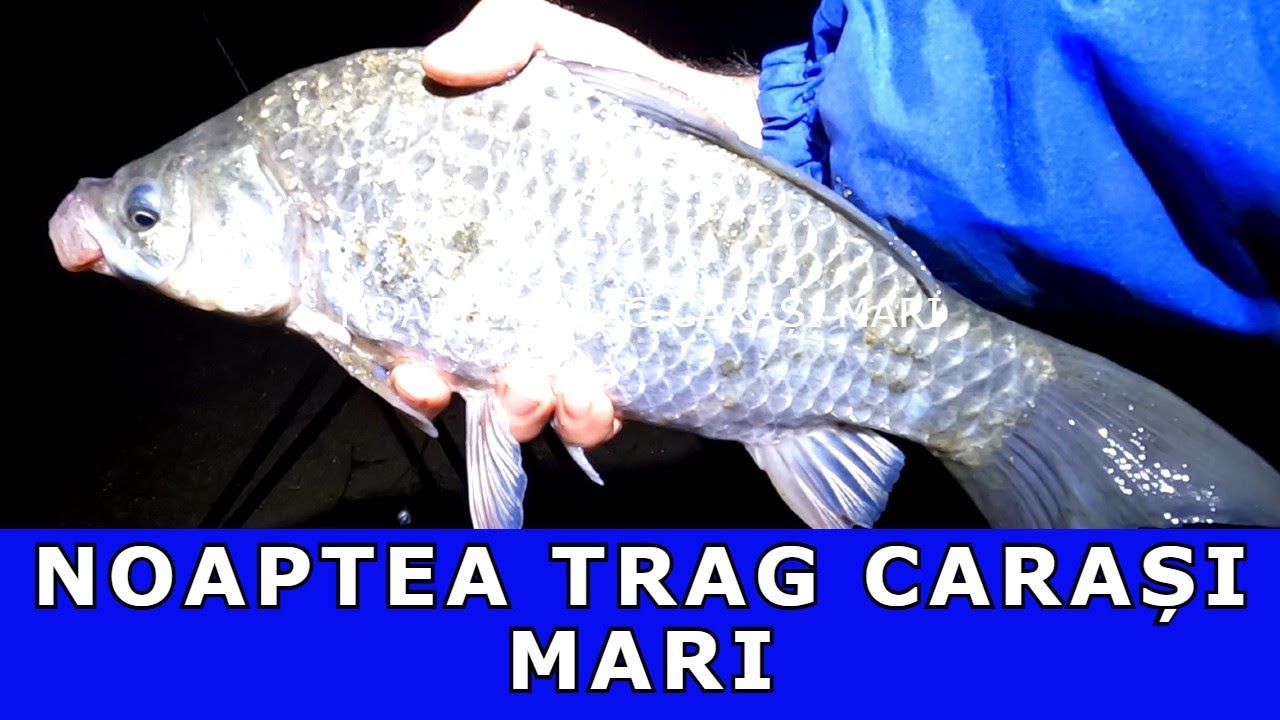 PESCUIT LA CARAS PE DUNĂRE