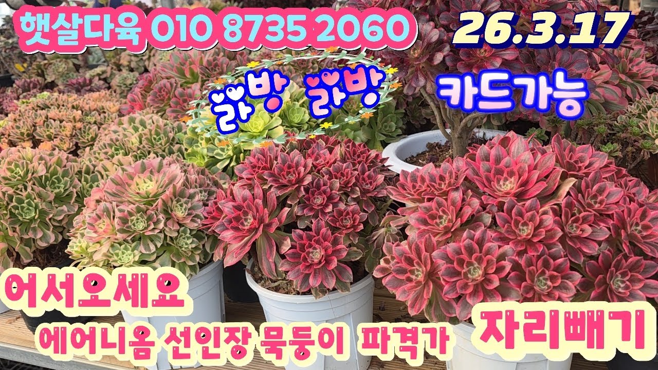 26/3/17(라이브)#햇살다육 010 8735 2060/에어니옴 선인장 묵둥이 파격가