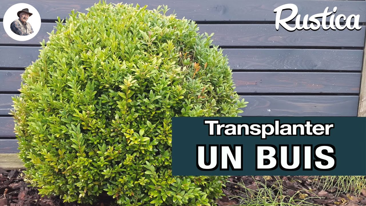 Comment transplanter un buis