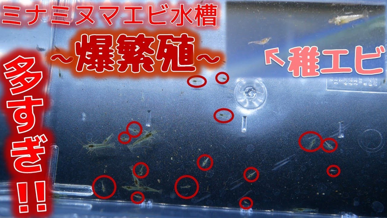 【リセット】放置していたミナミヌマエビ水槽が大変なことになっていた・・・【ふぶきテトラ】