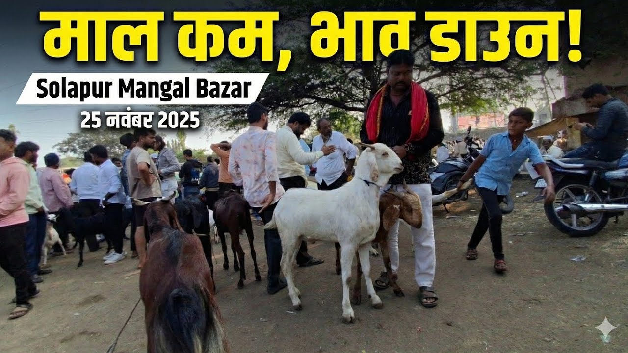 Solapur Mangal bazar | 25 Nov 2025 | Solapur Maharashtra 
