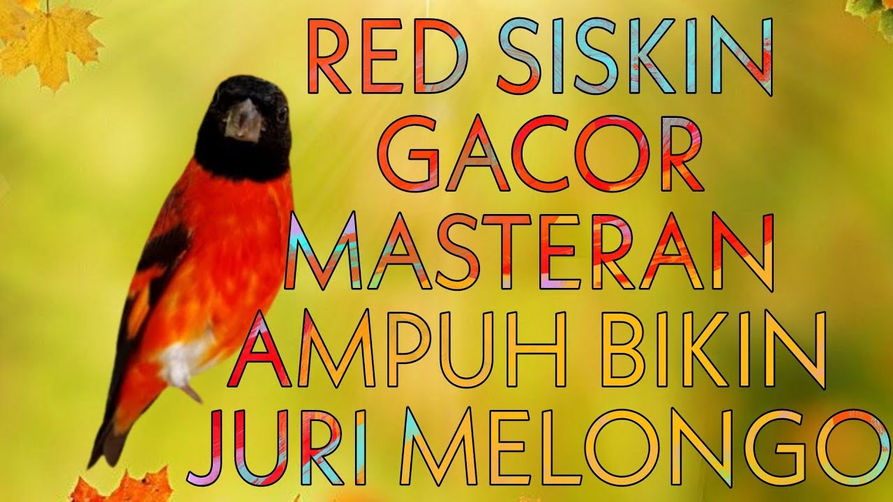 RED SISKIN GACOR || MASTERAN PALING DI CARI || JERNIH DENGAN JEDA