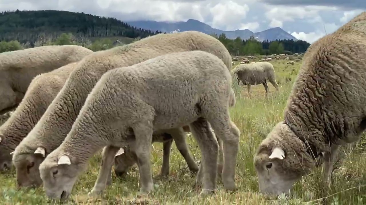 Hanging with my friends during COVID on Hastings Mesa outside Telluride 