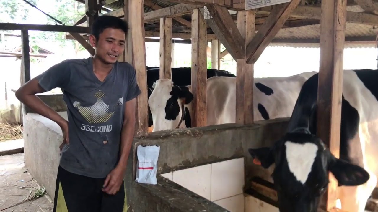 RAHASIA COMBORAN SAPI PERAH UNTUK MENGHASILKAN 50 LITER SUSU SETIAP HARI 🤑🤑🤑