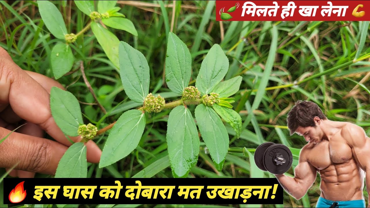 इस घास के चमत्कारी फायदे जानकर हैरान रह जाएंगे! | Dudhi Ghaas Benefitsppp