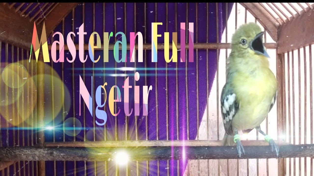 Pancingan Cipo, Cipow, Cipoh, Sirtu,Sirpu Agar Cepat Birahi, Full Ngetir Dan Gacor