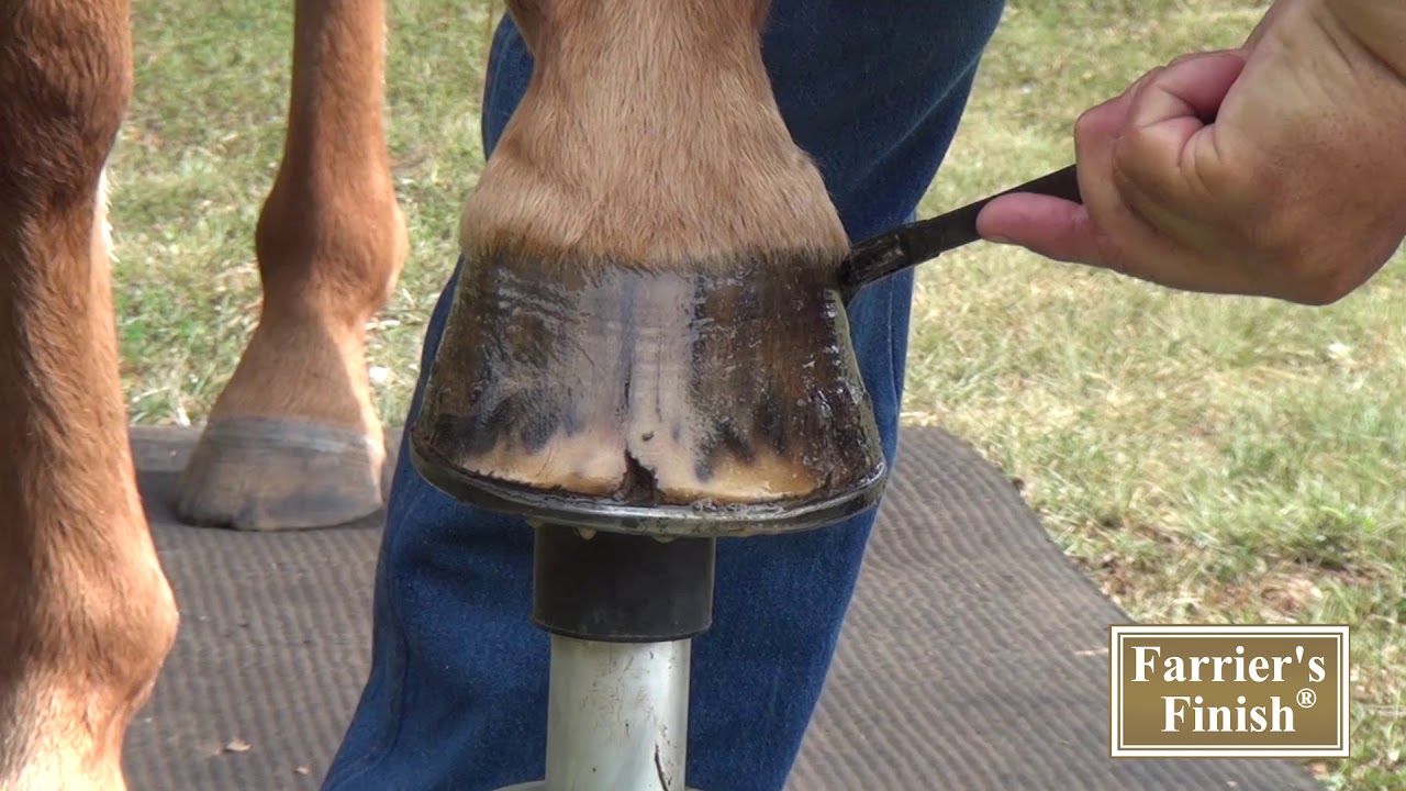 Treating and Preventing Hoof Cracks