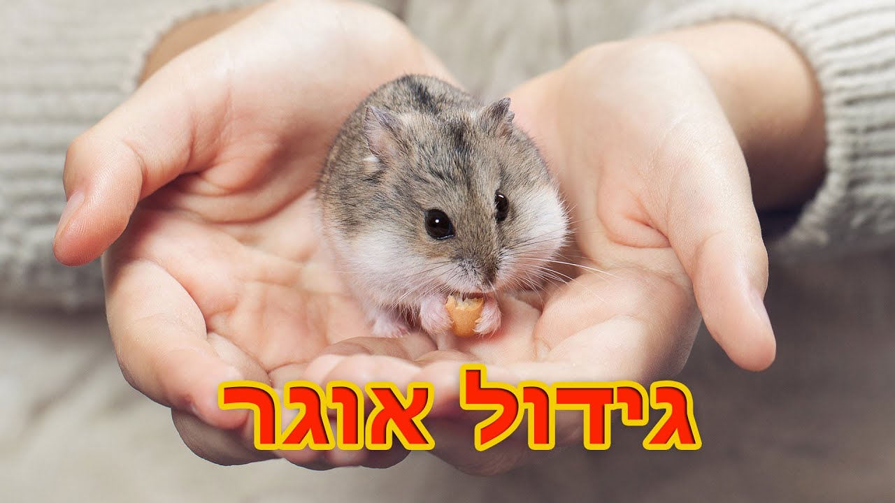 גידול אוגר