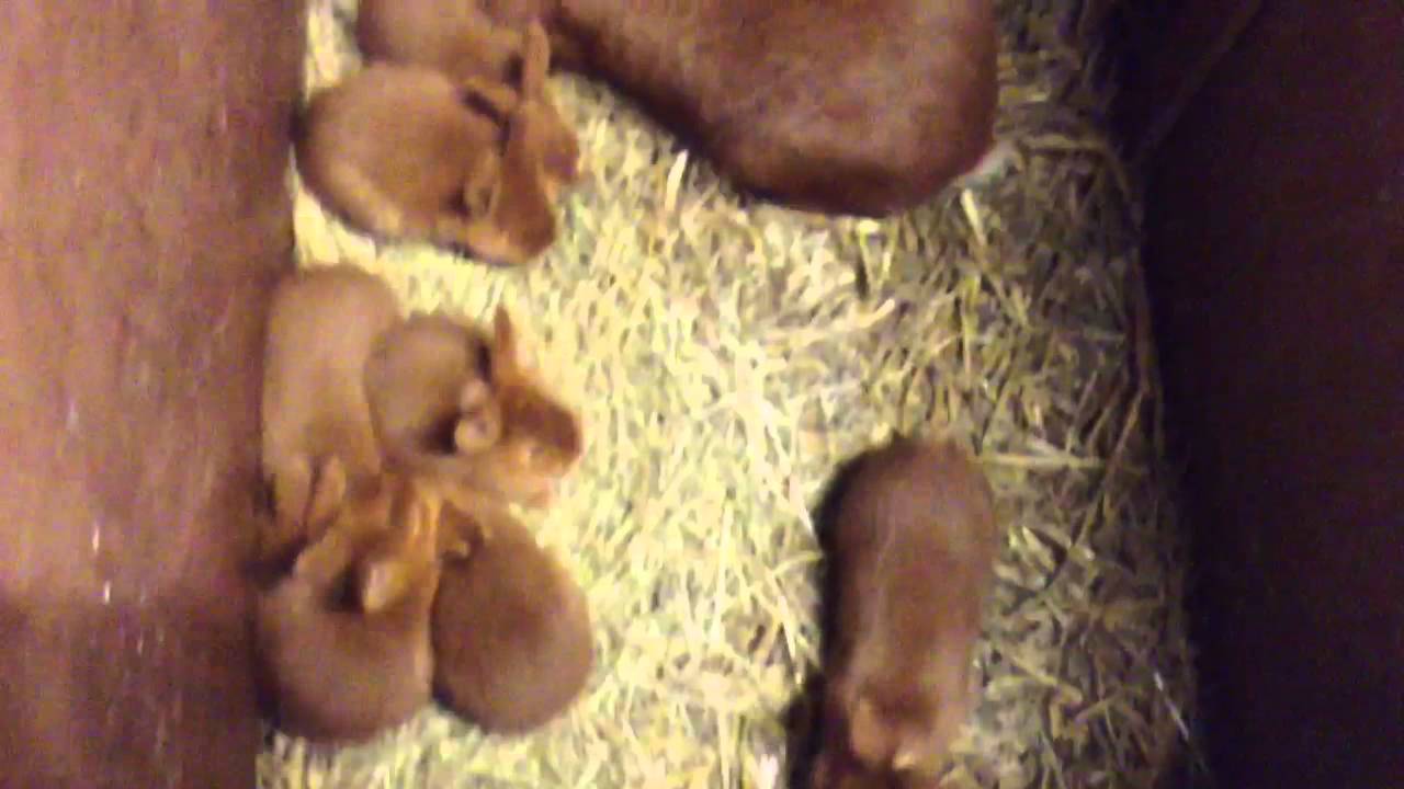 Comment commence l élevage de lapin