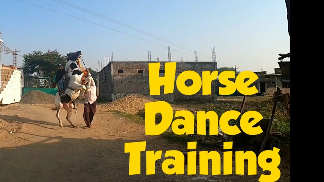 Horses Dance Training For Weddings | Dancing Horse | Horse Dance Training | How Horse Dance | OSSM |