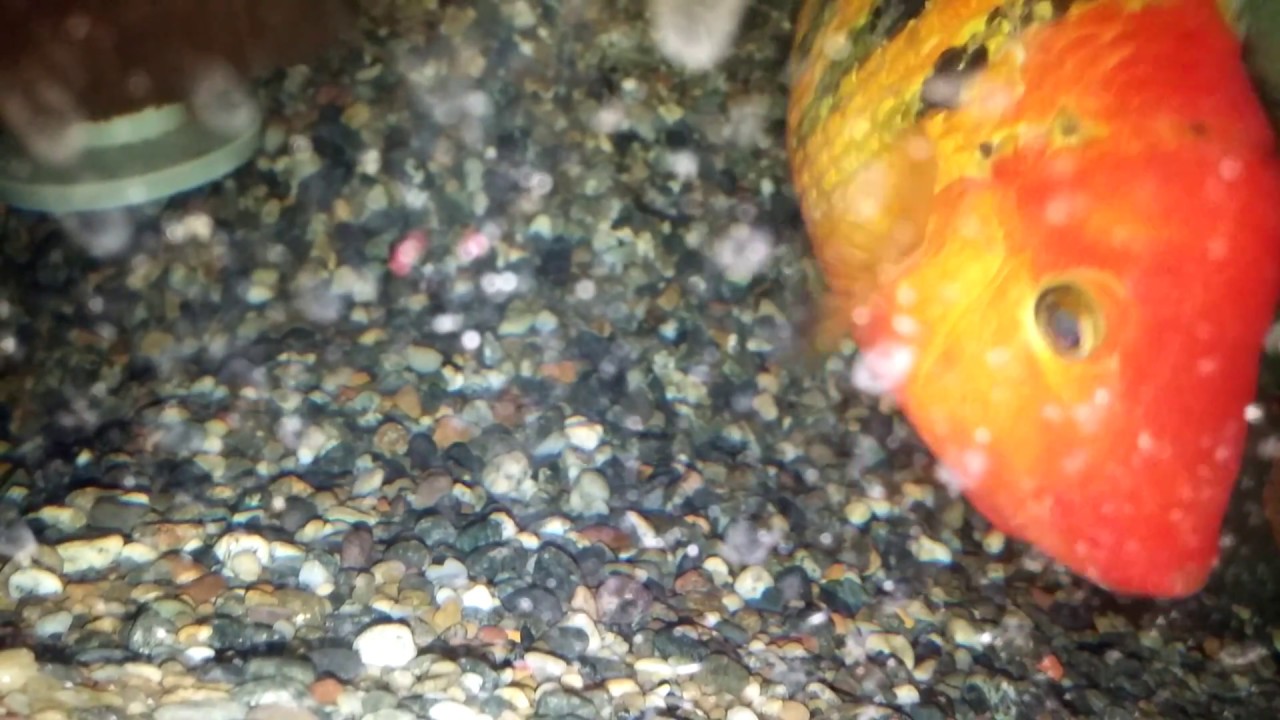 Lucille X Stomper (Free Swimmers!)