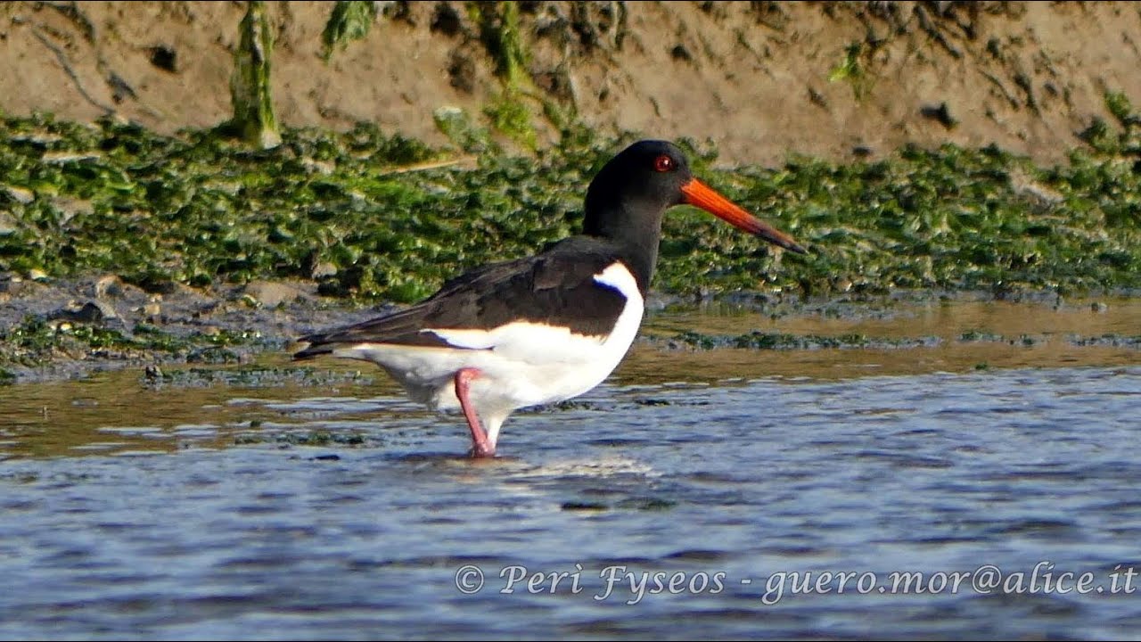 Beccaccia di mare - Oystercatcher (Haematopus ostralegus)