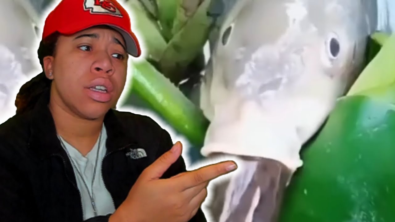 SimbaThaGod Reacts To Memes for ImDontai V132 😨🥴