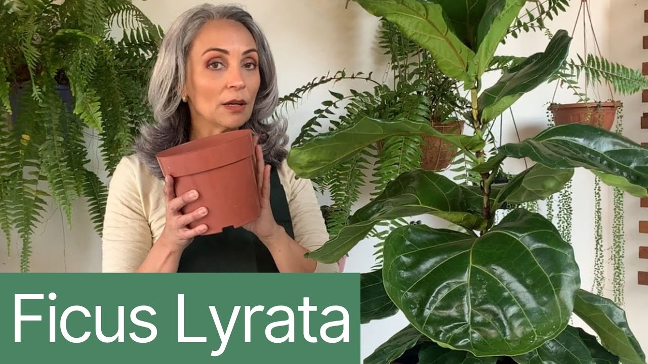 Ficus Lyrata | Como Replantar?