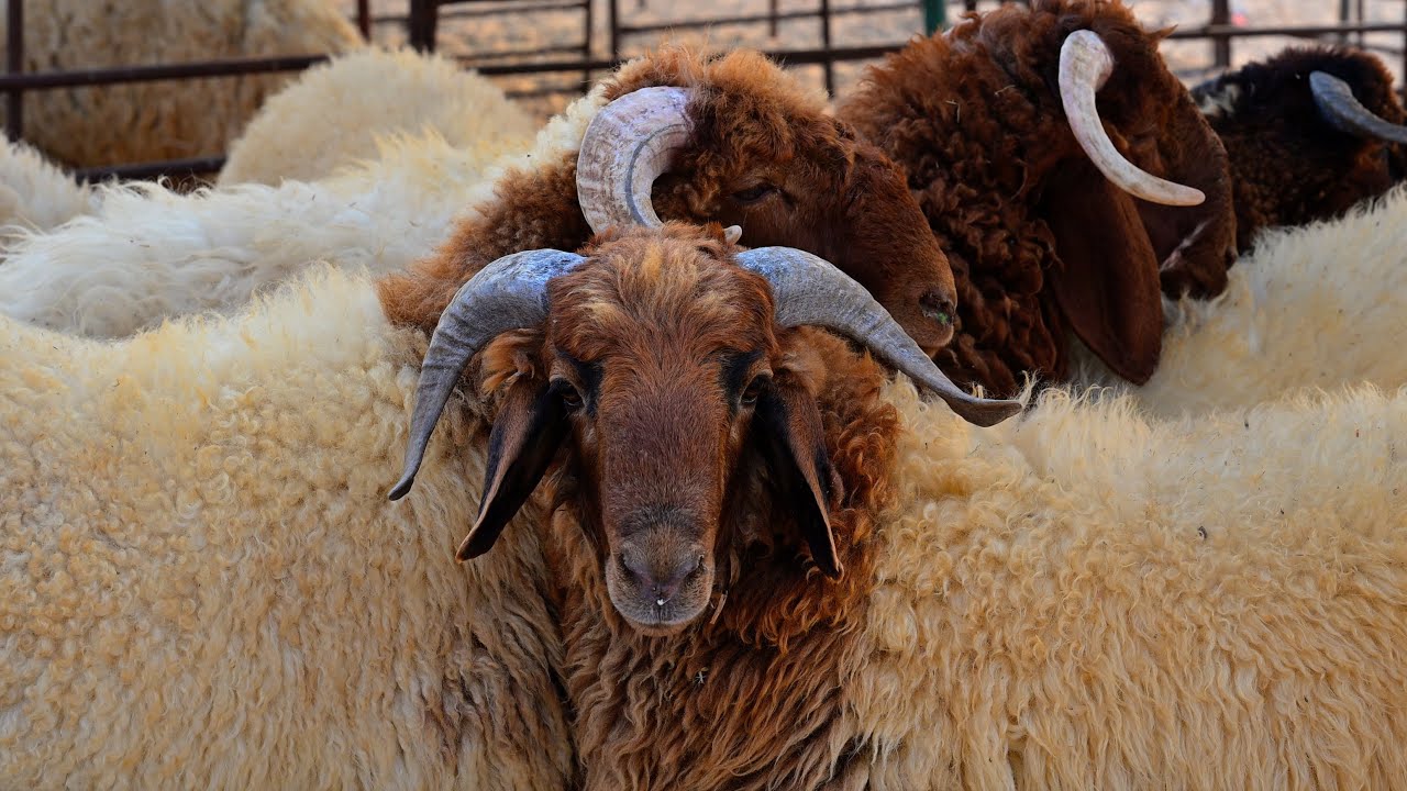 سوق الأغنام بالدمام Dammam Sheep Market