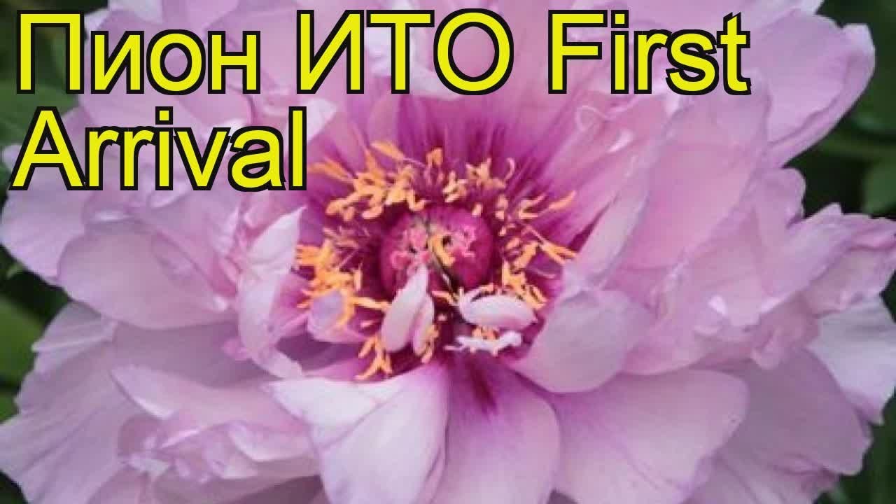 Пион ито Ферст Арривал. Краткий обзор, описание характеристик paeonia itoh First Arrival
