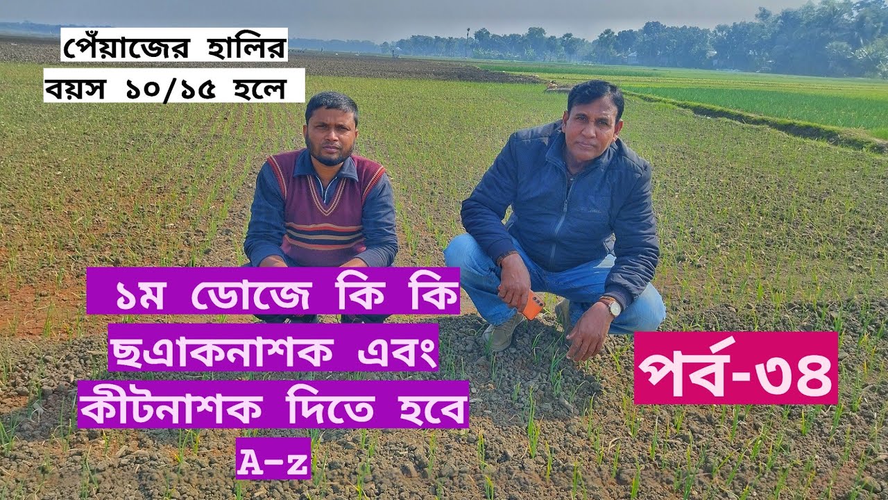 9 December 2025 পেঁয়াজের হালির বয়স ১০/১৫ দিন হলে কি কি ছএাকনাশক এবং কীটনাশক দিতে হয় A-z(পর্ব-৩৪)