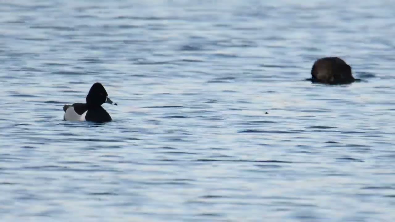 Ring-necked duck, Frampton on Severn-Court lake, 05/04/2025
