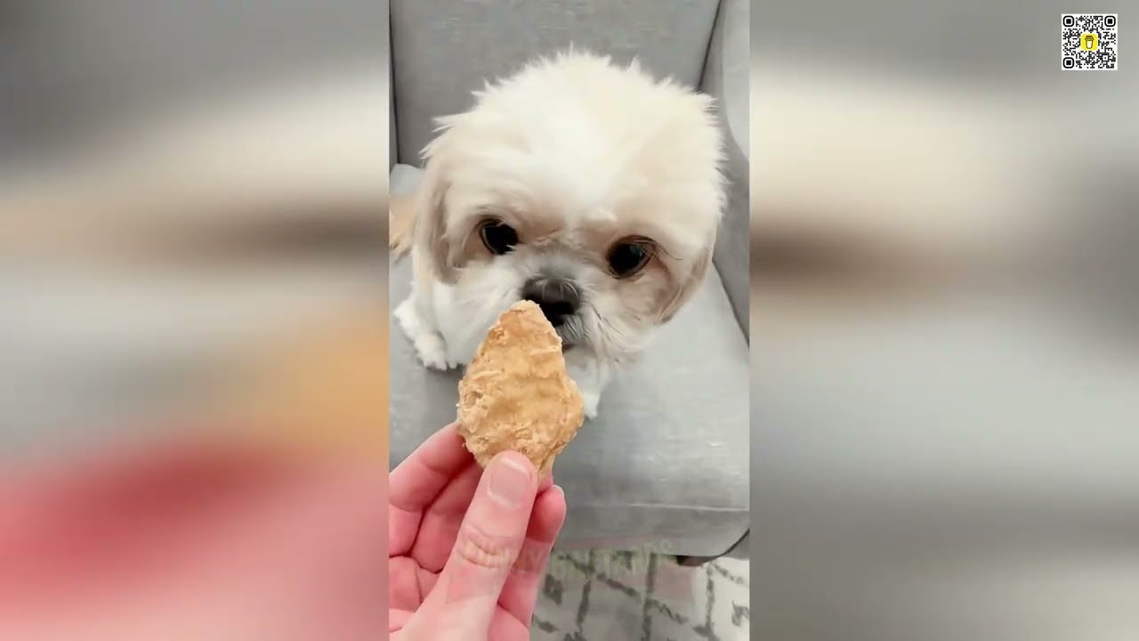 🖕🐕 MOST WANTED: The Rawest CATS AND DOGS Caught On Camera! 🐈🚨