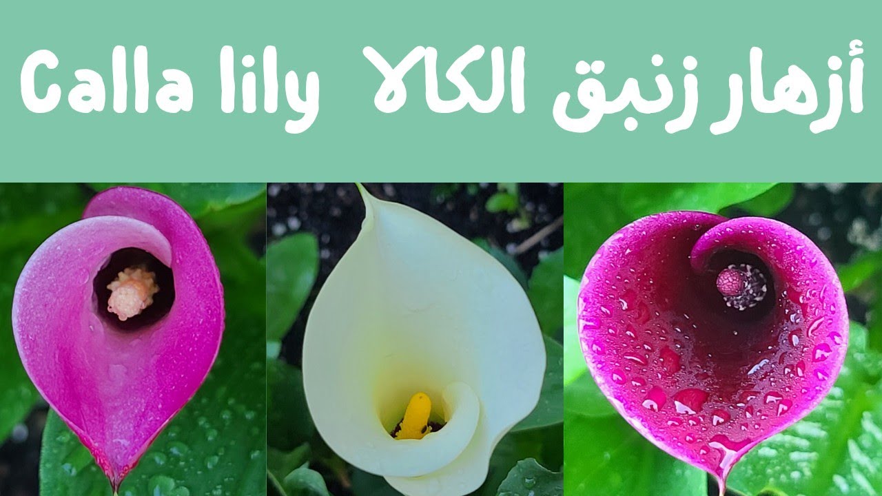 أزهار زنبق الكالا و بعض أشغال الصيانة