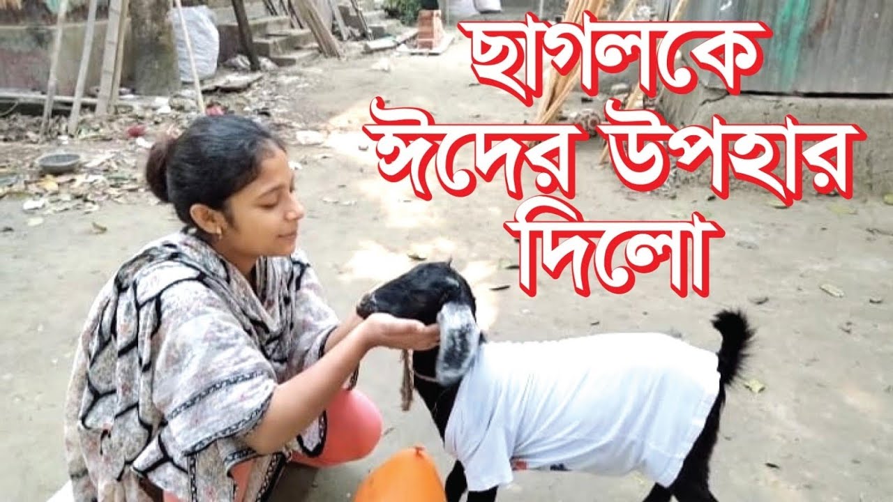 ছাগলকে ঈদের উপহার দিলো