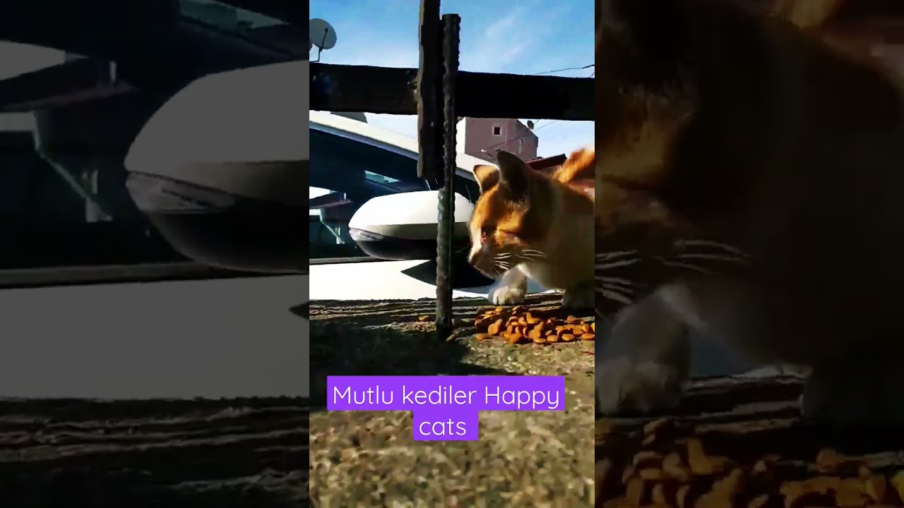 Mutlu kedicikler Happy kittys #kediler #cat #kitty #keşfet #kitten