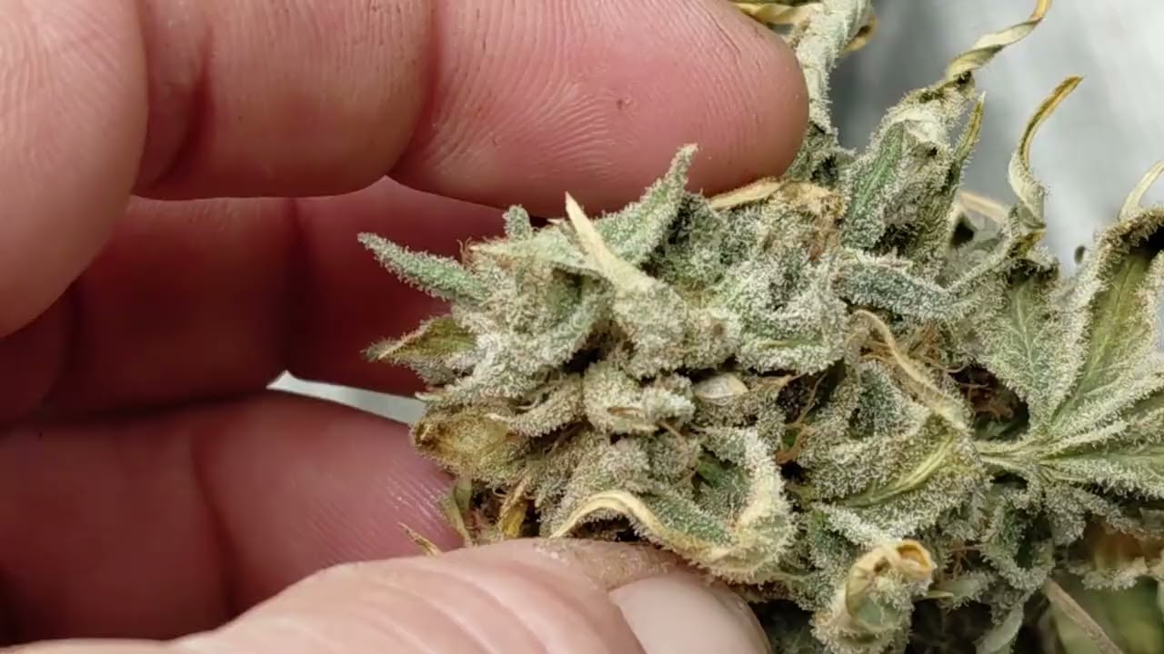 July 2025 Black Cherry Cheesecake. 