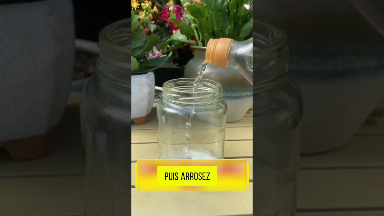 3 Astuces au Bicarbonate de Soude pour des Plantes en Pleine Sant&eacute; 🌿✨