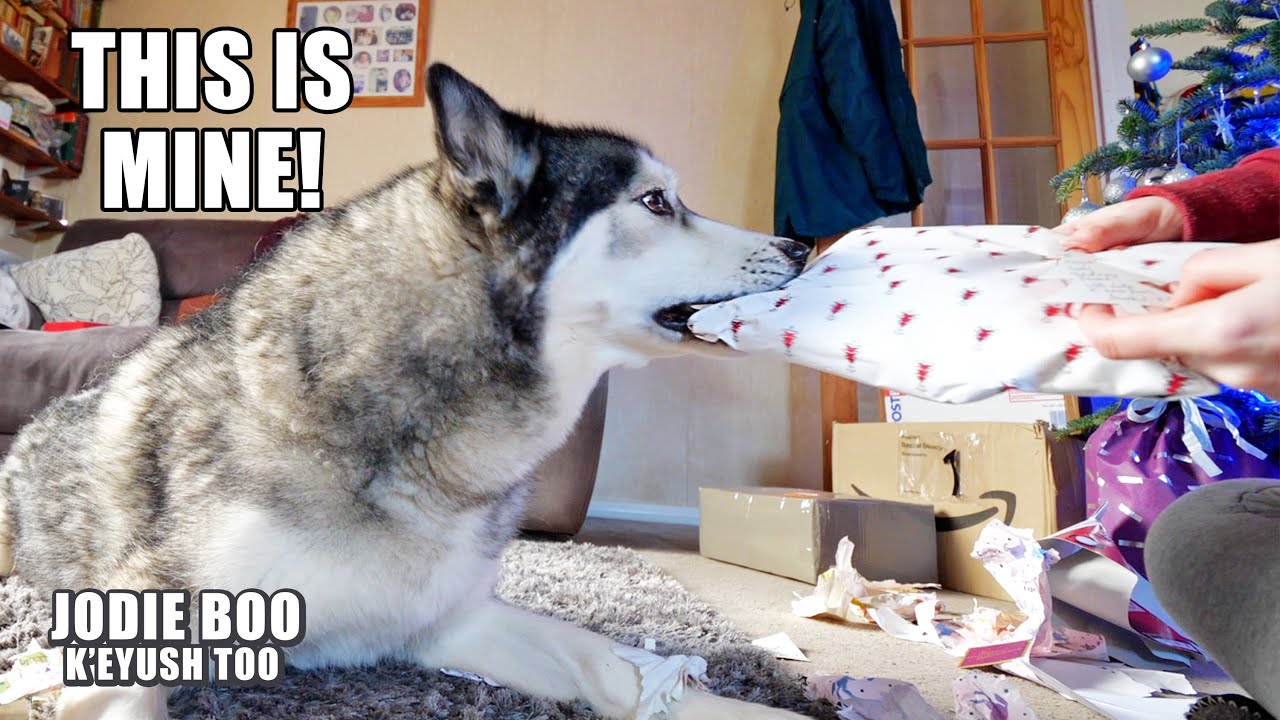 Wrestling gifts From My Husky! He Throws Bread at the Camera!