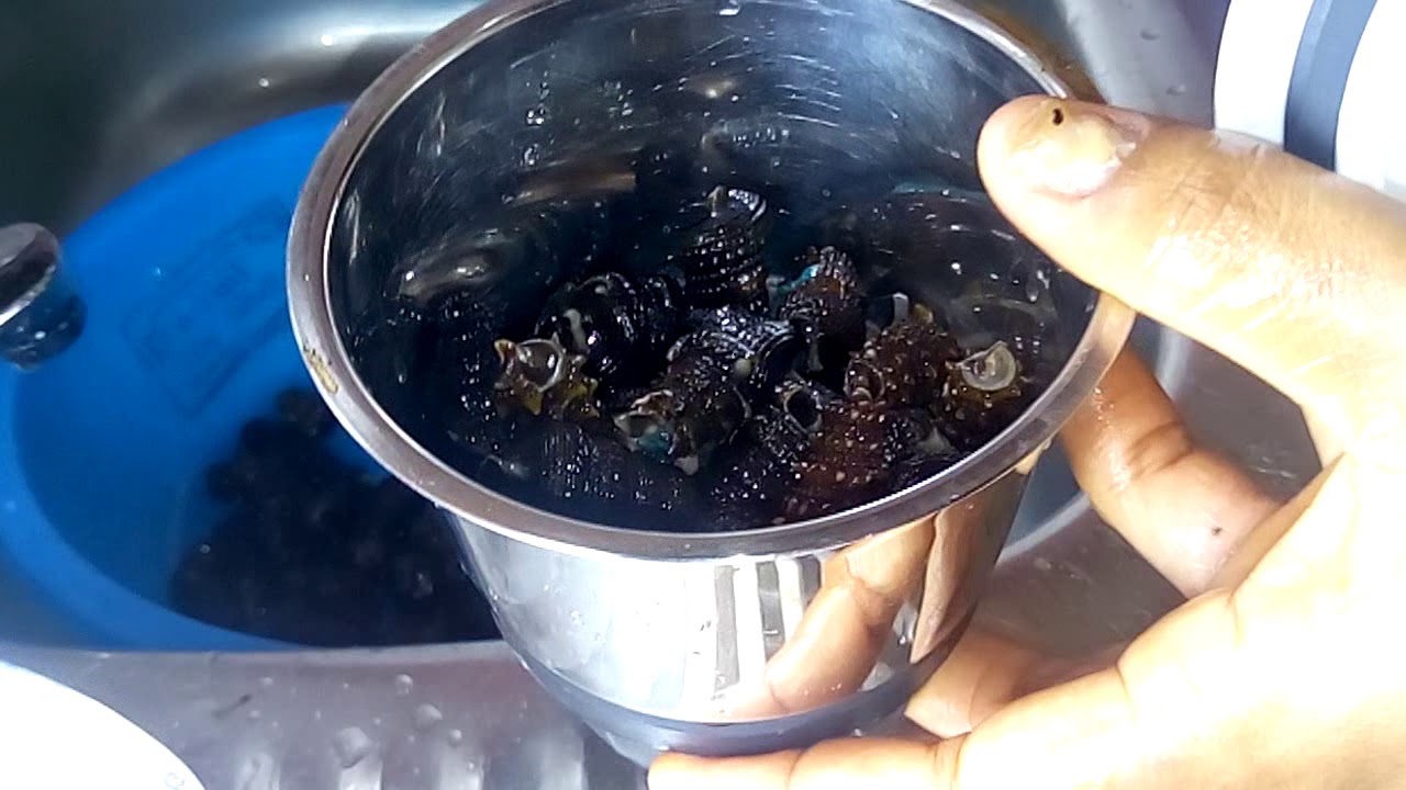 HOW TO WASH SHELL PERIWINKLES BEFORE USEING THEM FOR COOKING.