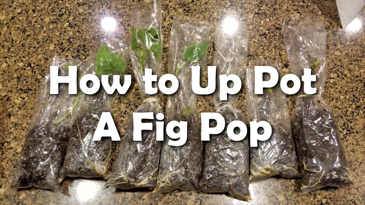 How to Root Figs 3: The Fig Pop Method - Time to Up Pot