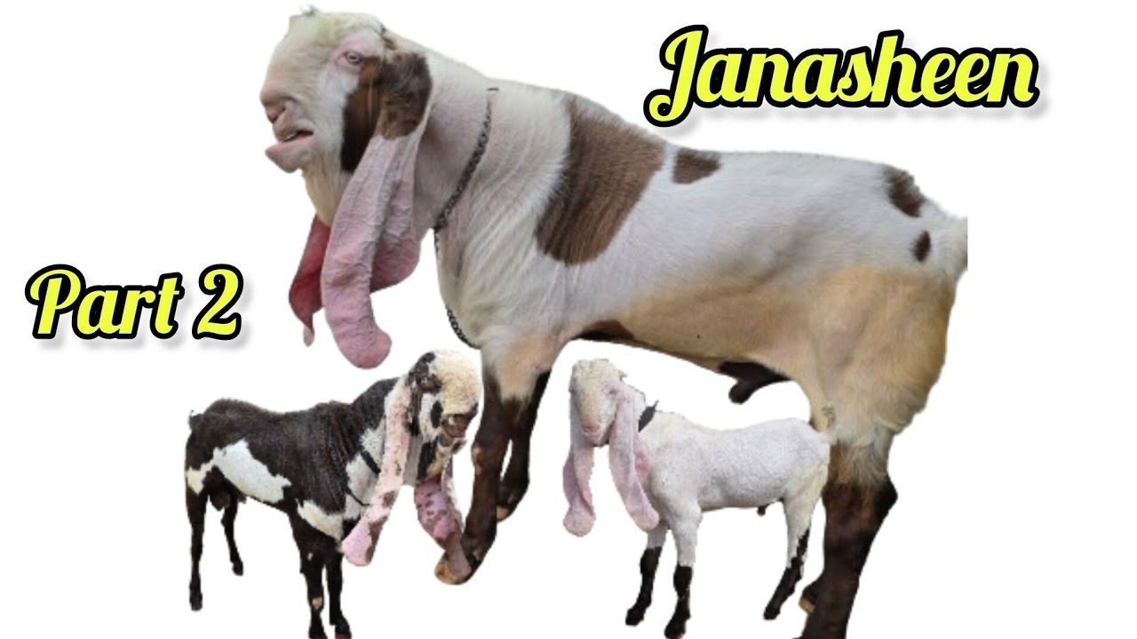 Jahnasheen Hyderabadi Breeder | India's Costliest Goat In Hyderabad | Jahnasheen Goat Kids