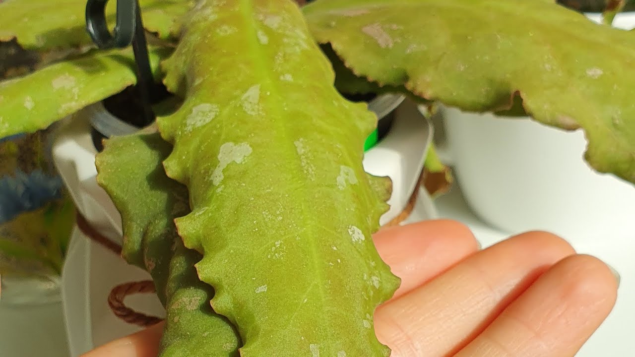 ОБЗОР ХОЙ  💚 УНДУЛАТА (Hoya Undulata) , КАУДАТА ГОЛД и ещё МНОГО ИНТЕРЕСНОГО 🥰