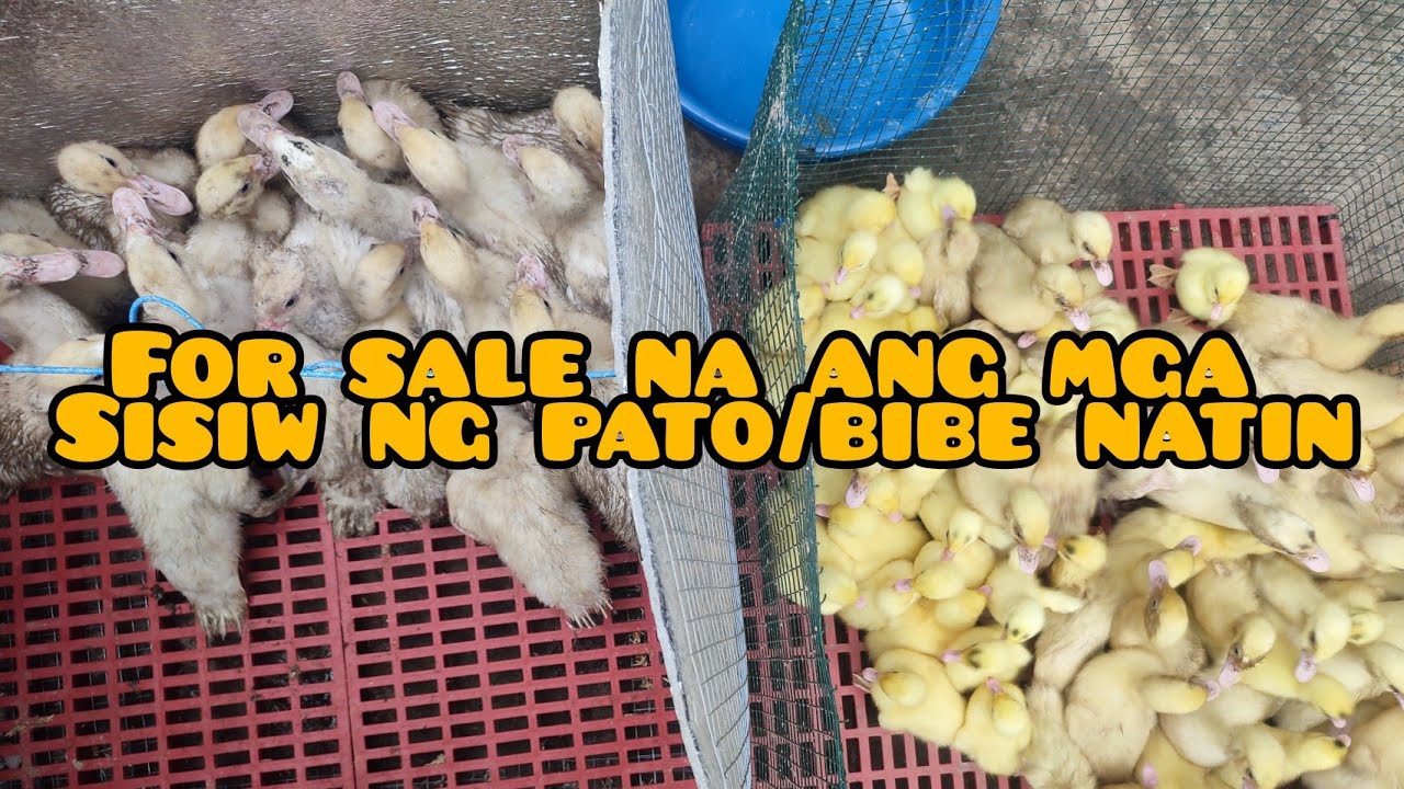 EP#44 DUCKLING FOR SALE | PAG BEBENTA NG SISIW NG BIBE PATO ITIK MUSCOVY DUCK DUCKLING FOR SALE